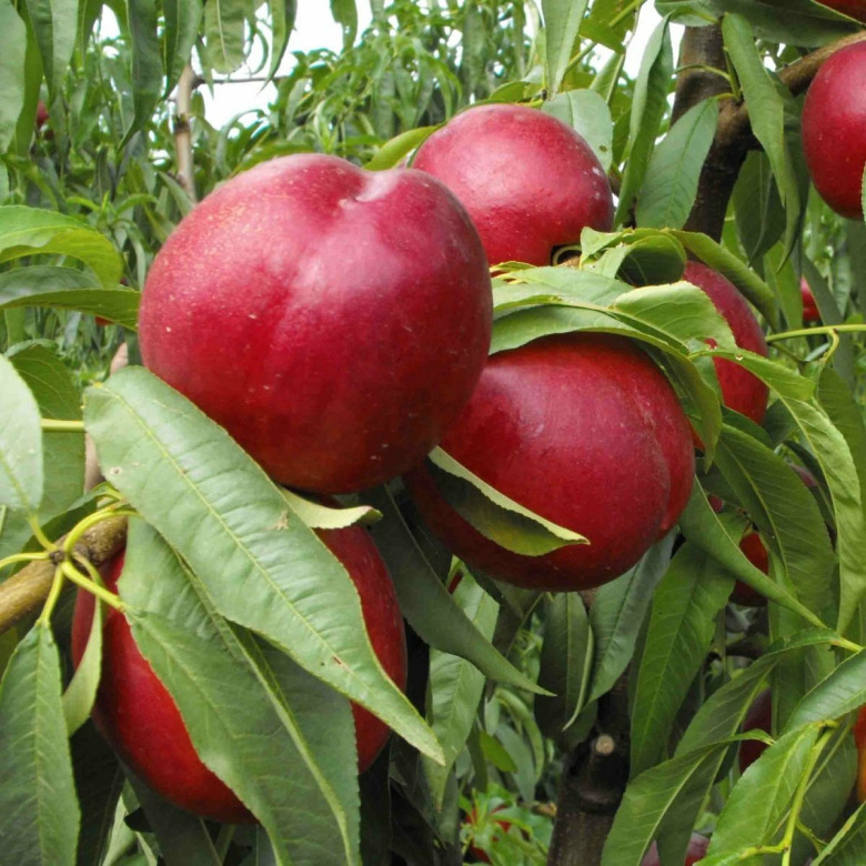 Aşılı Nektarin Fidanı