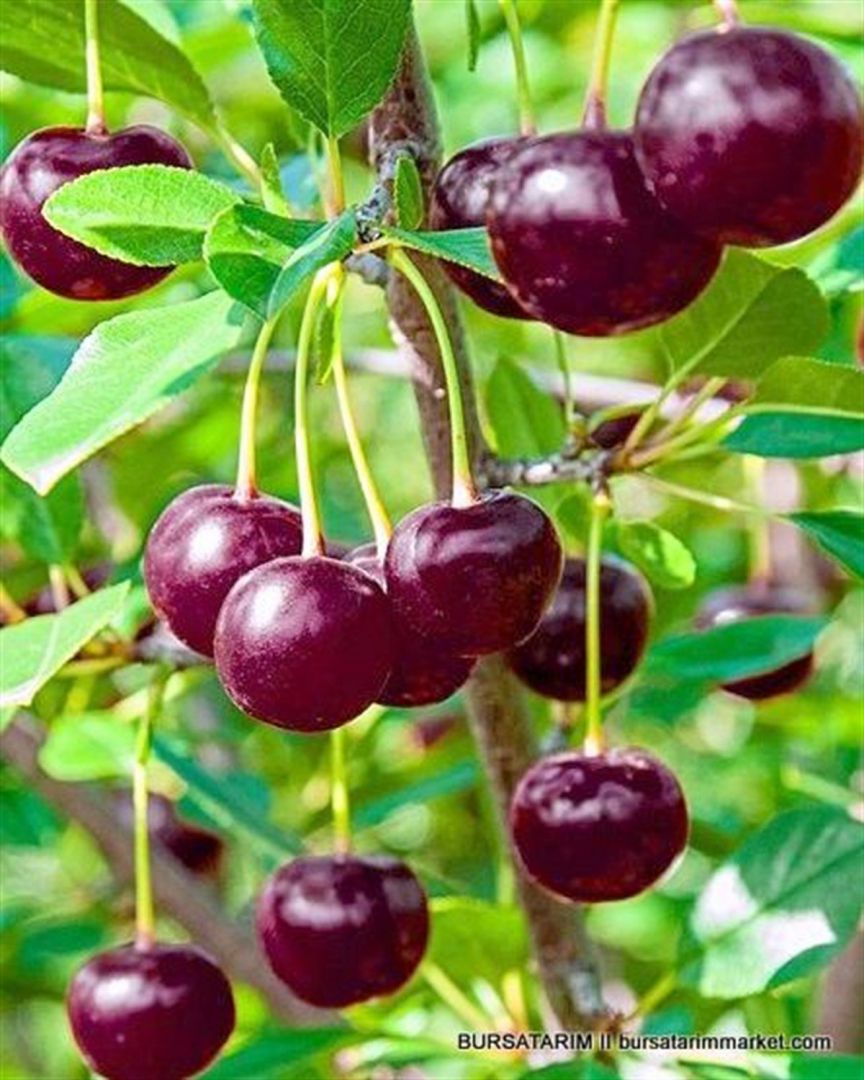 Aşılı Vişne Fidanı
