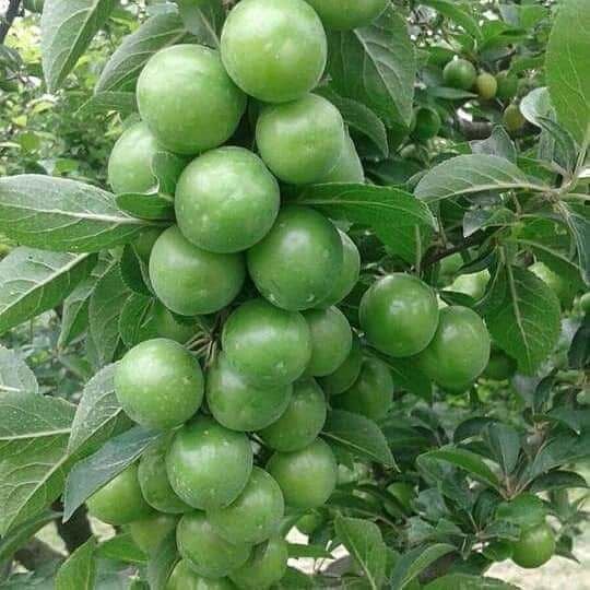 Aşılı Papaz Eriği Fidanı