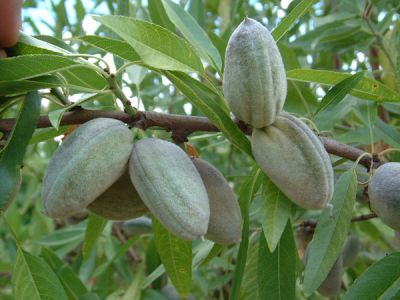 Aşılı Ferraduel Badem Fidanı