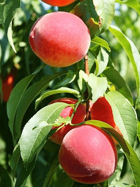 Aşılı Bursa Şeftali Fidanı