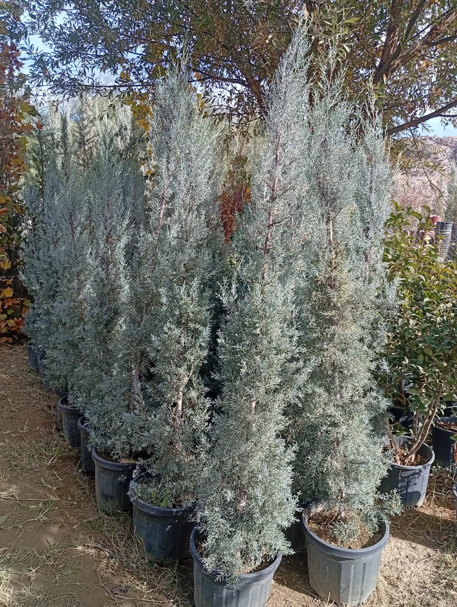 Peyzaj Bitkilerinde Kalitenin Adresi