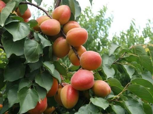 Aşılı Kaba Aşı Kayısı Fidanı