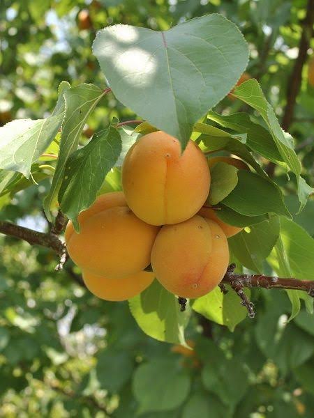 Aşılı Hacıhaliloğlu Kayısı Fidanı