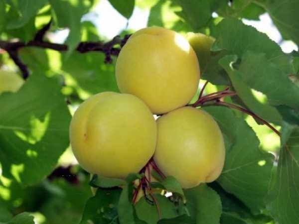 Aşılı Çataloğlu Kayısı Fidanı